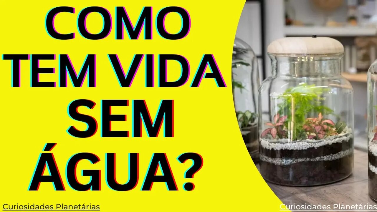 COMO UM TERRÁRIO FECHADO VIVE POR DÉCADAS SEM COLOCAR ÁGUA? VIDA SEM ÁGUA #curiosidades #terrario