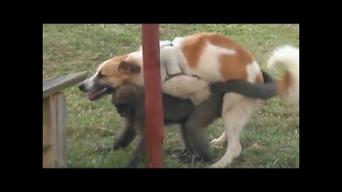 incredible , animals mating fail compilation , seduction tactics , psychotic lovers in nature