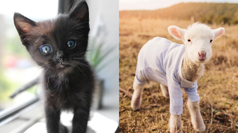 Cute Baby Animals Compilations || This will make you awe