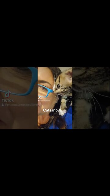 Rescue Kitten Catsanove Psycho killer