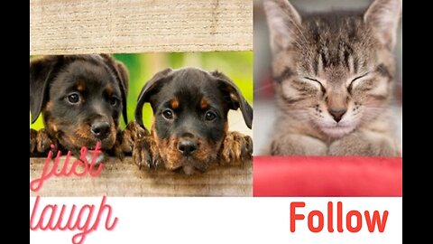 FUNNY ANIMALS MAKE US LAUGH. DONT MISS IT JUST WATCH IT