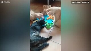 Gatos curiosos tentam jogar "Hipopótamos comilões"