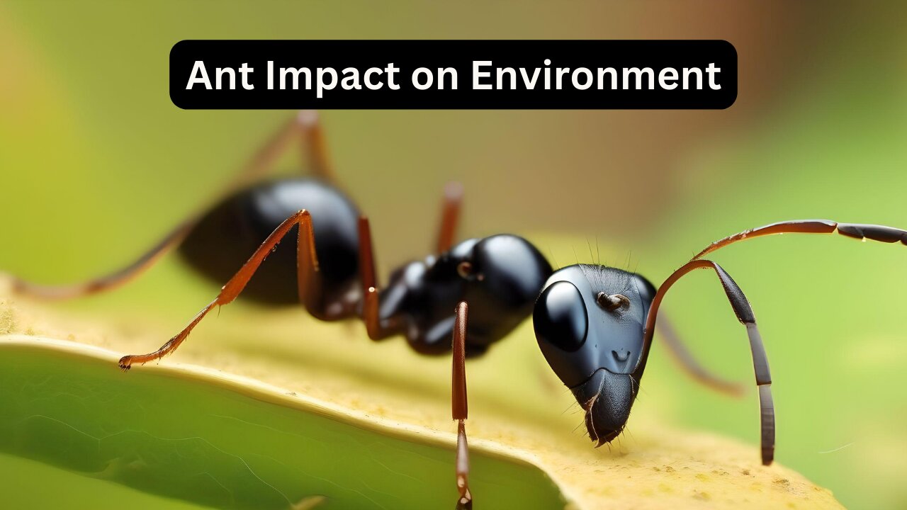 How Ant Impact Their Environment