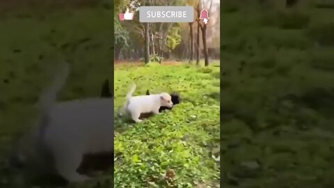 cutie fights😍