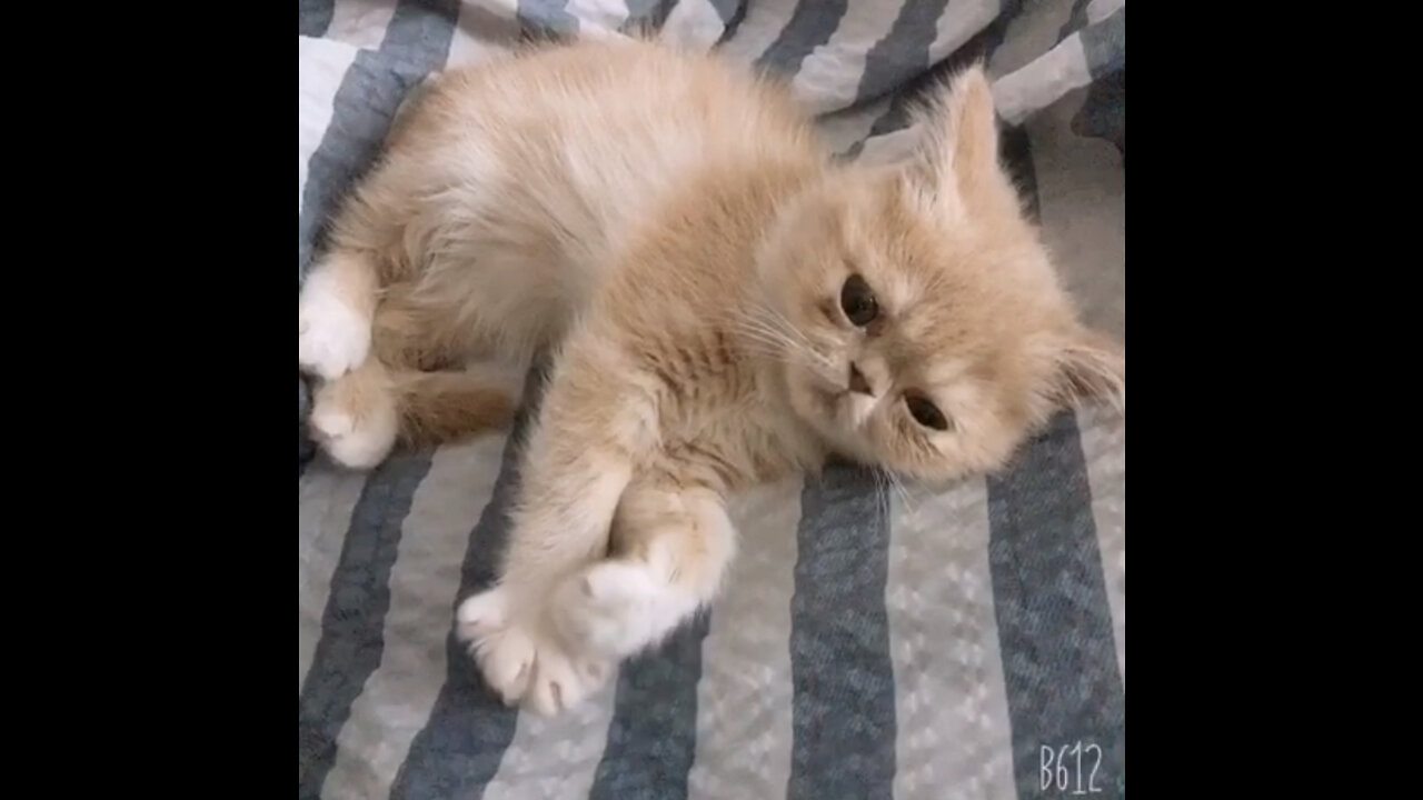 a cute little cat