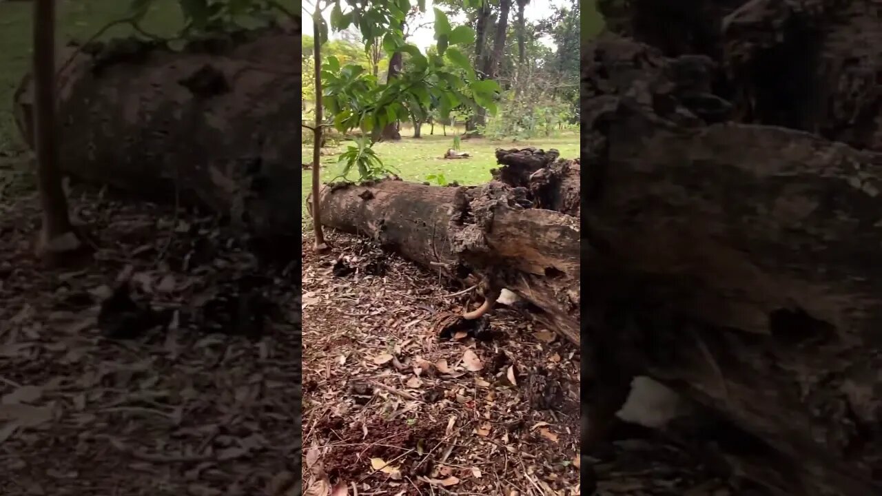 Abelha Mandaguari Preta no Zerão Londrina