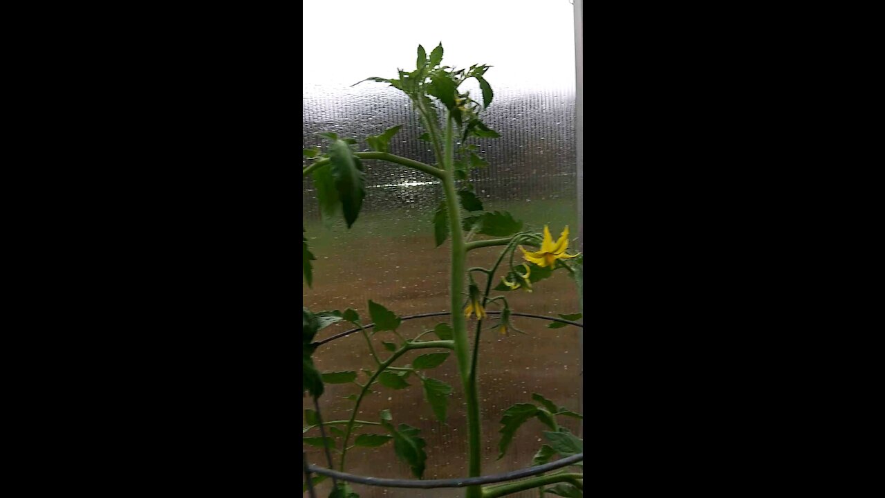 Checking on the Greenhouse