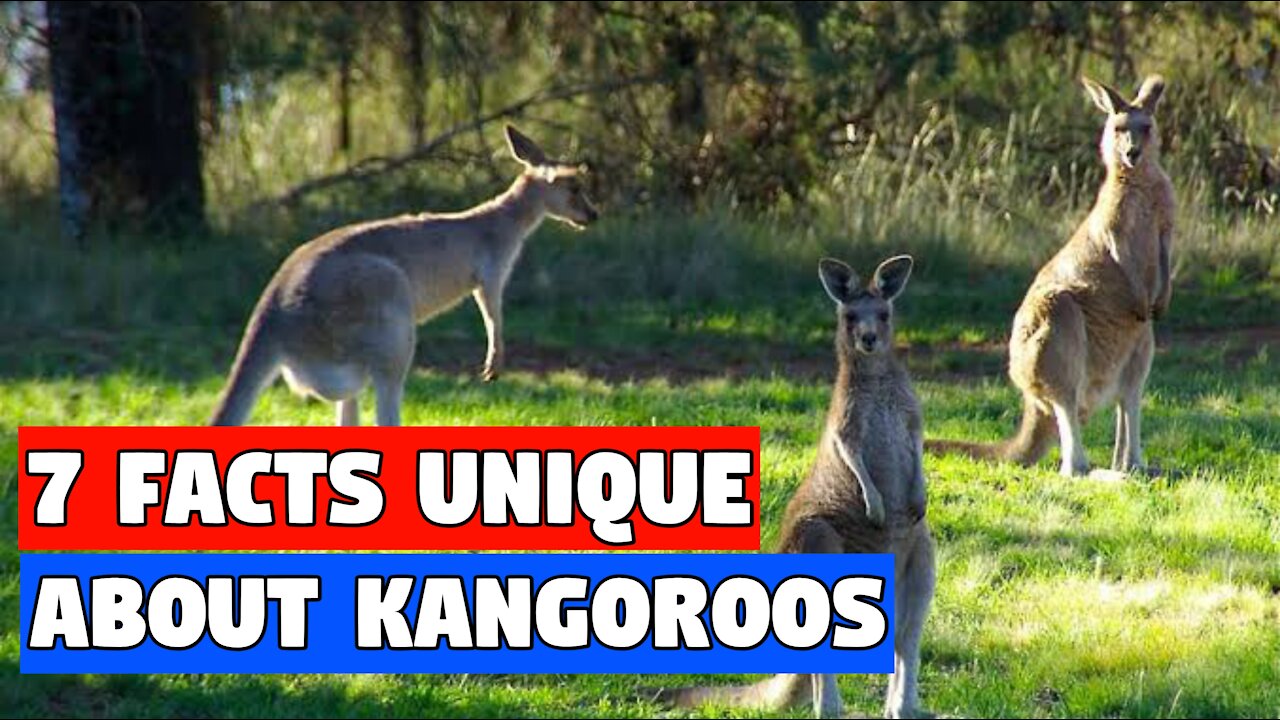 7 INTERESTING FACTS ABOUT KANGAROOS