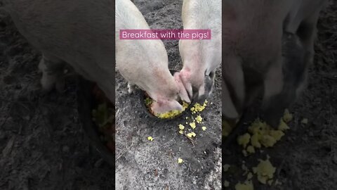 Breakfast with the pigs! #shorts #pig #pigs #breakfast