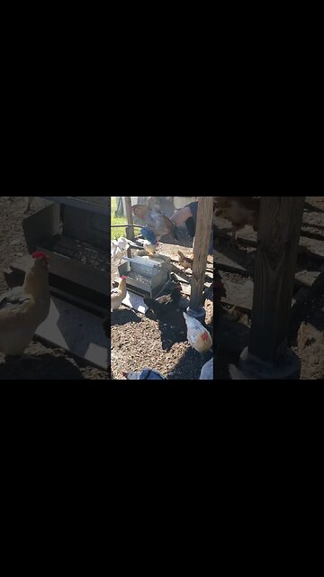 Oops Can You Tell What I Did Wrong? #chickens #chickenlife #chickenshorts