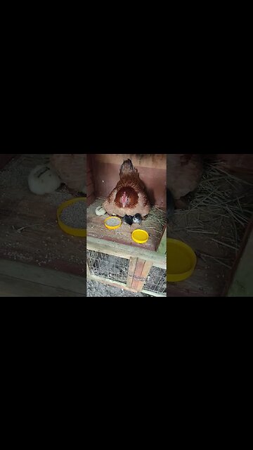 Forest teaching her chicks to eat and drink, she has 13