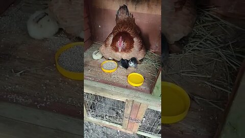 Forest teaching her chicks to eat and drink, she has 13