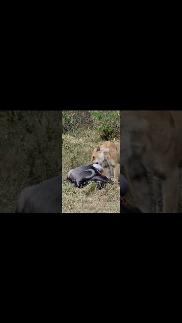 Lioness Chews A Gnu #shorts