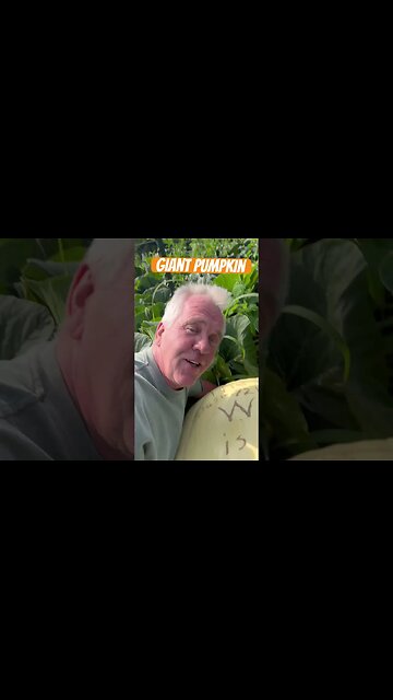 Detroit Pumpkin #bubba #giantpumpkin
