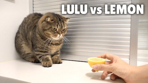 I Found LuLu’s Worst Enemy