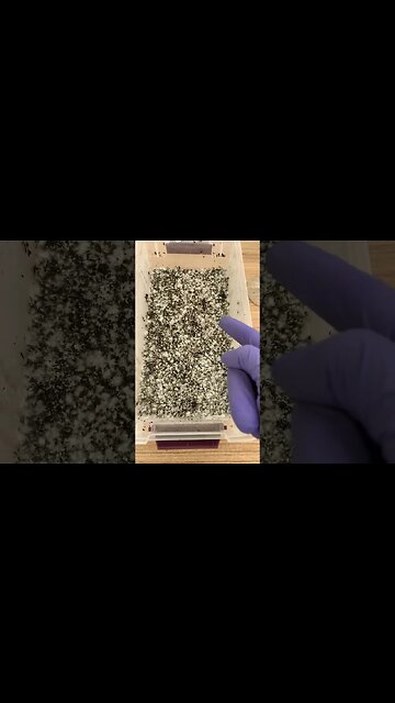 Mycelium Turning Yellow?