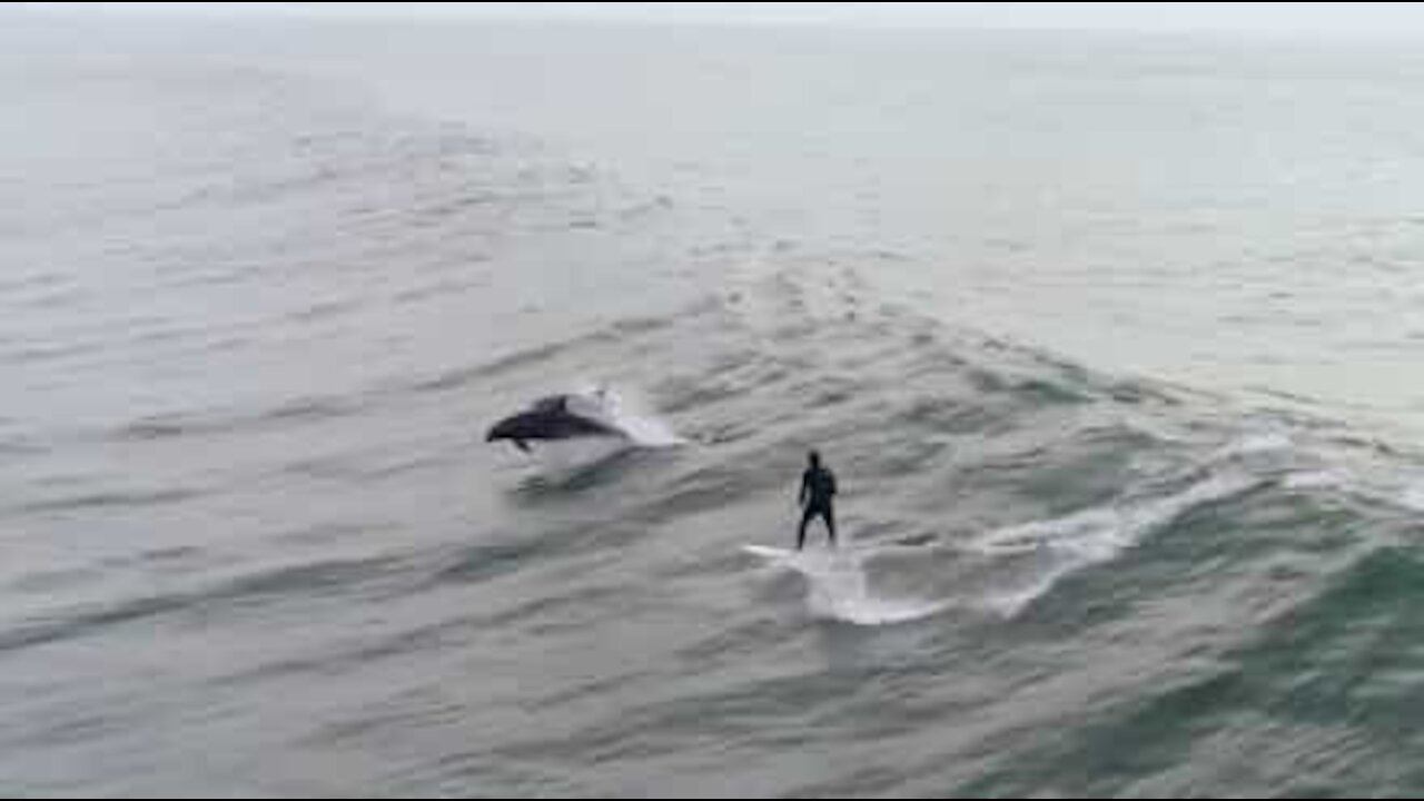 Surfer deler bølge med delfiner