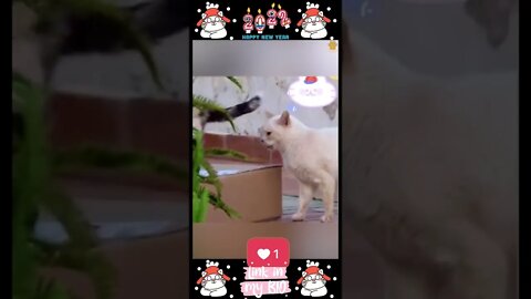 #06_😂😹😂 #Cute #Animals #For #When #You #Are #Stressed 😂😹😂 (#2022)