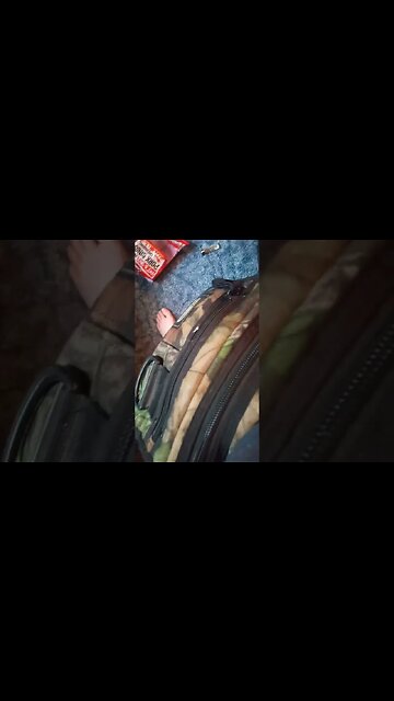 everday carry pouched belt