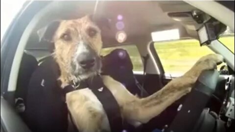 Funny dogs compilation 2020