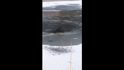 Dog is rescued by local first responders