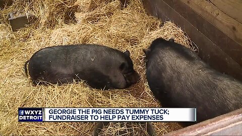 Overweight pig loses so much weight she now needs a tummy tuck