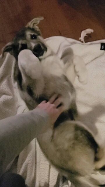 Malamute puppy is a sucker for belly rubs