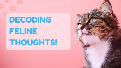 What Do Cats Think About Us