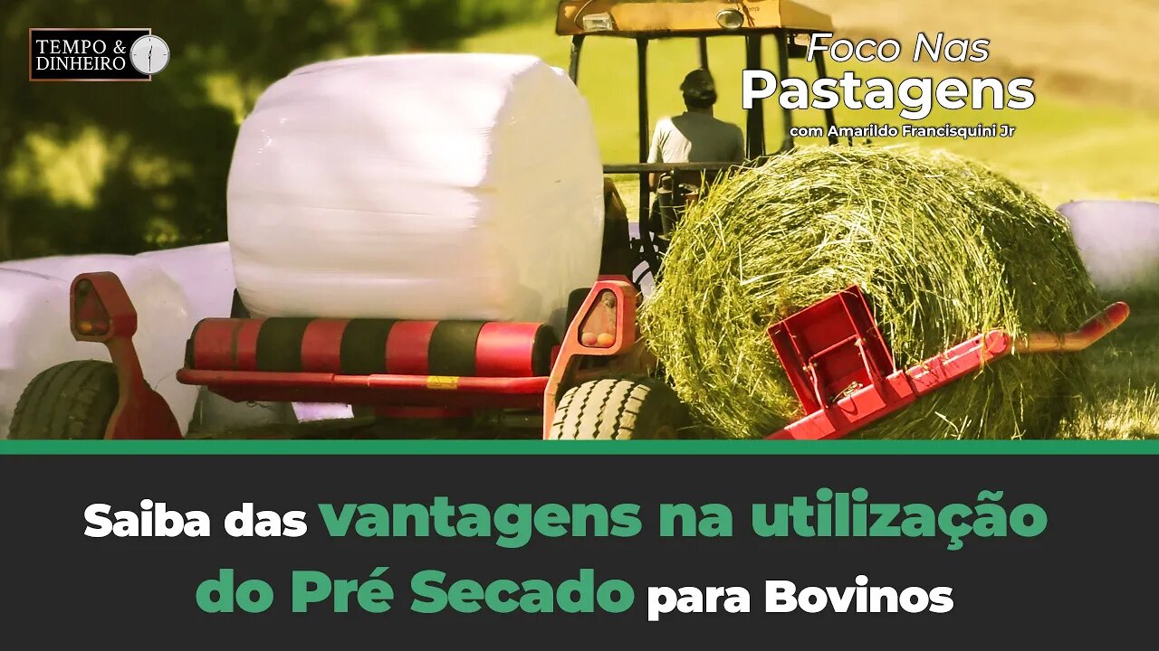 Saiba das vantagens na utilização do Pré Secado para Bovinos, hoje em Foco nas Pastagens