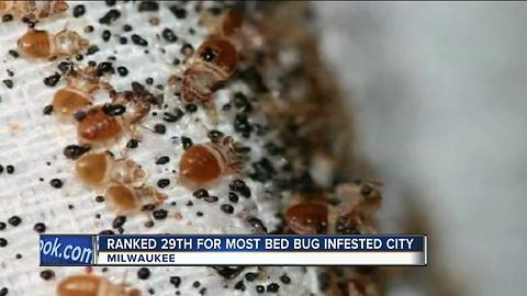 Milwaukee ranked 29 for most bed bug infested city