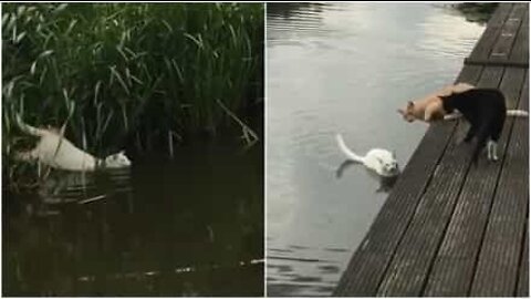 Ce chat traverse une rivière à la nage pour rejoindre ses amis!