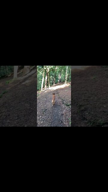 Dog walk #dogs #dogshorts