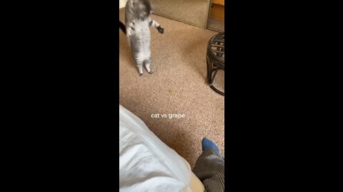 Funny cat vs grape 🍇 🤣