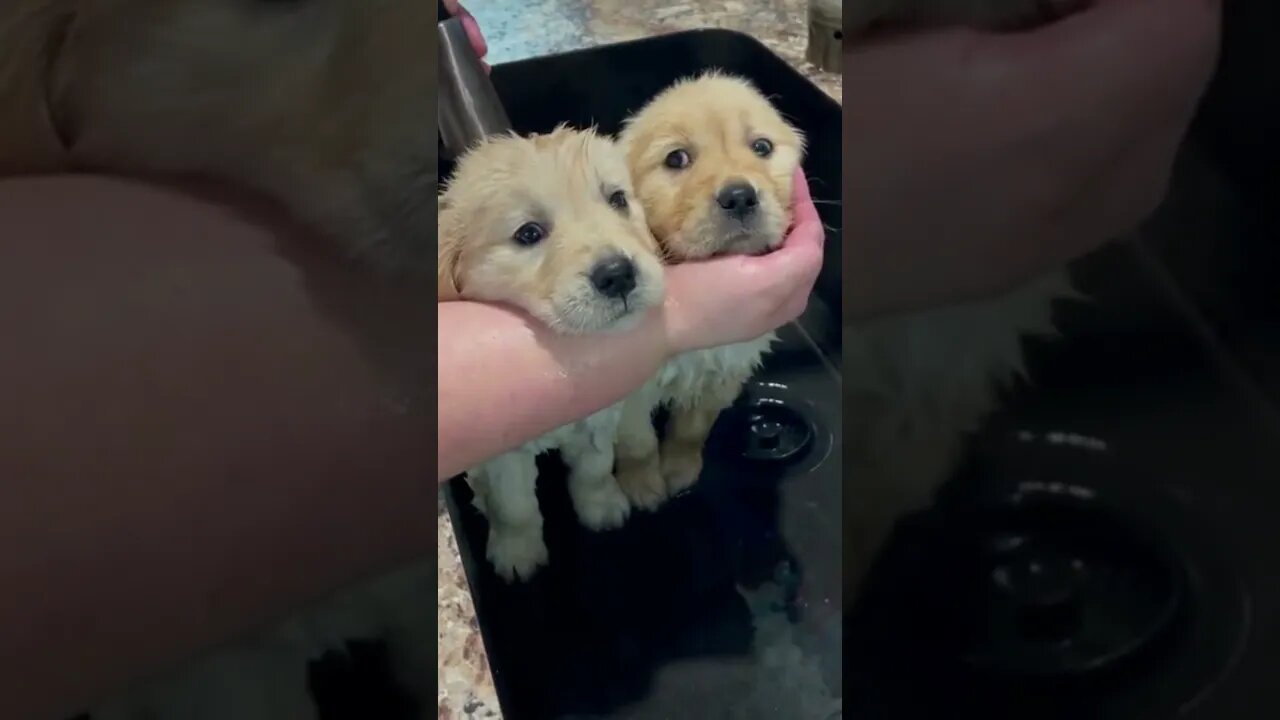 cute puppy's first bath #shorts