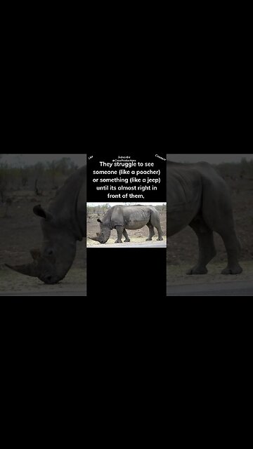 Rhinos can’t see anything until it's almost right in front of them #rhino #shorts