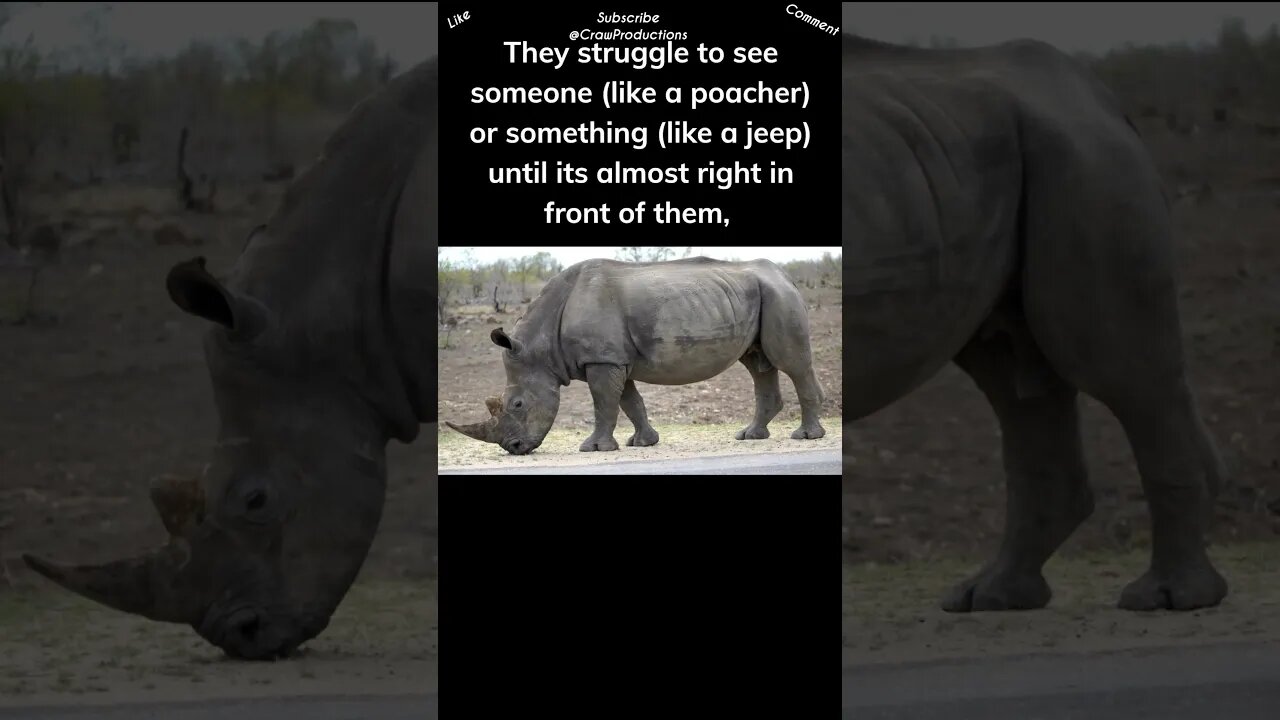 Rhinos can’t see anything until it's almost right in front of them #rhino #shorts