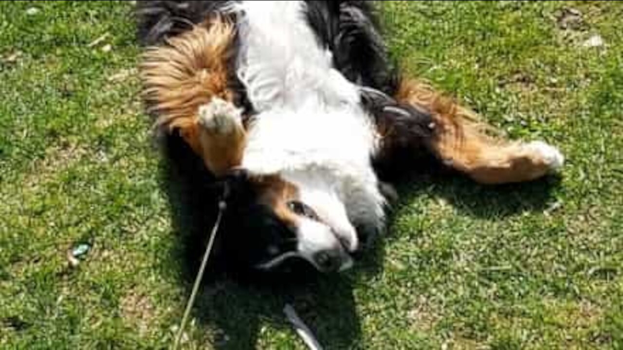 Cadela preguiçosa recusa-se a andar durante passeio