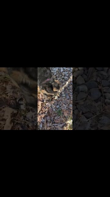 Kali's Icesickle 😍 #shorts