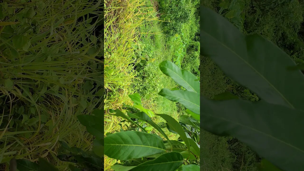 How to Spray Lamyai Trees to Make Fruit