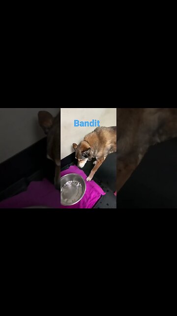 [Shorts 0188] BANDIT