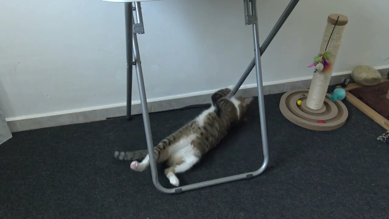 Funny Cat Plays in His Toy Corner