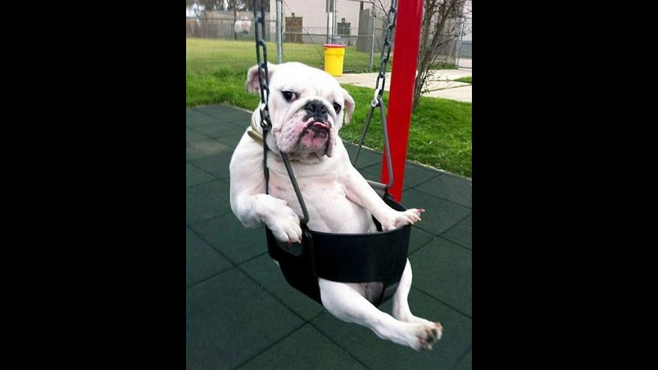 Funny dog ​​acting on its owner