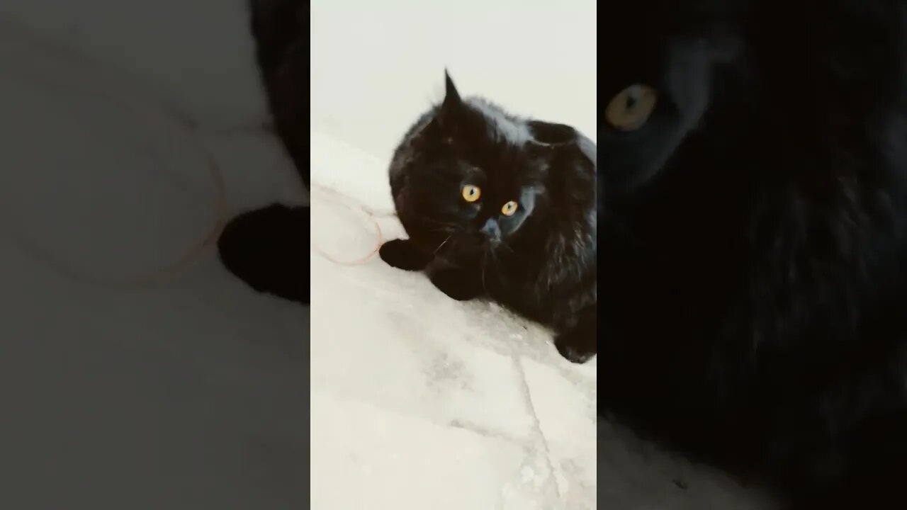 My cute Black Cat #blackpersianCats #persiancat #leo #youtubeshorts