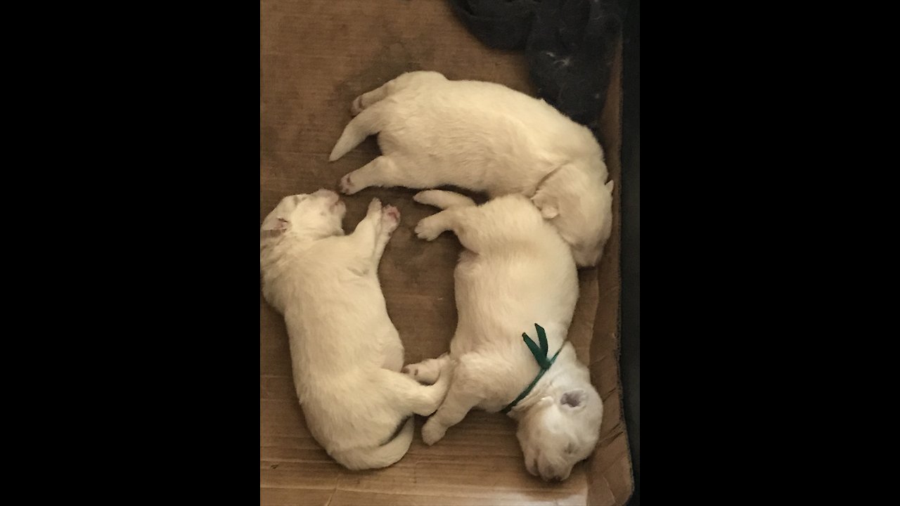 Proud mamma bear showing off her puppies