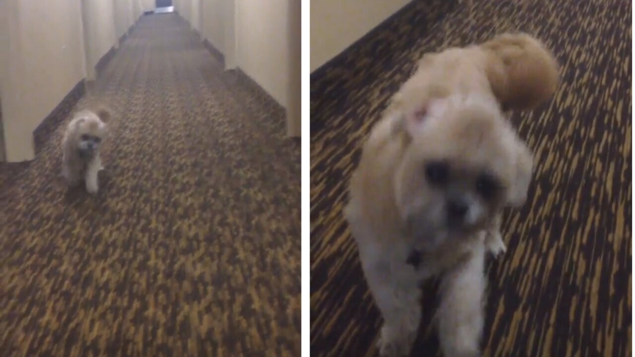 Hotel Hallway strut