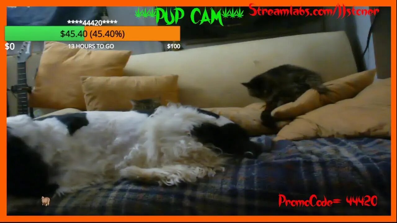 Primetime Moo Day 3-7-23