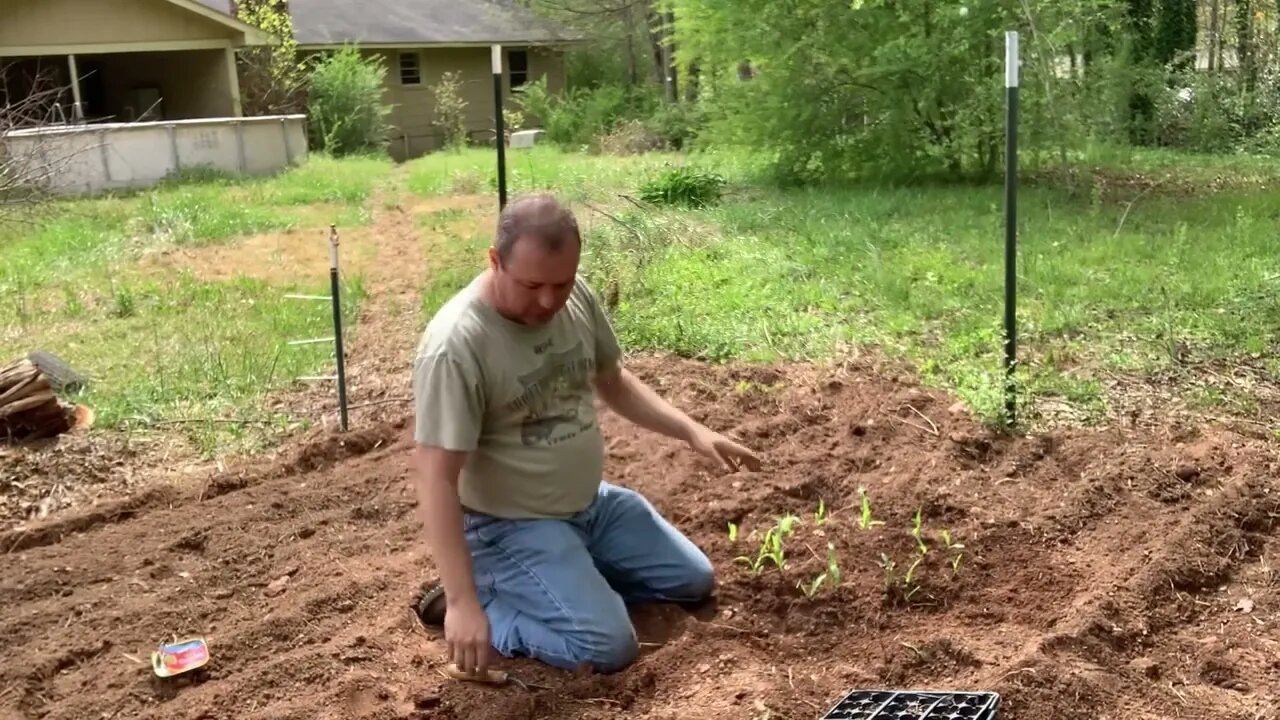 Prepper Garden: Planting Corn In A Variation Of The Three Sisters Garden