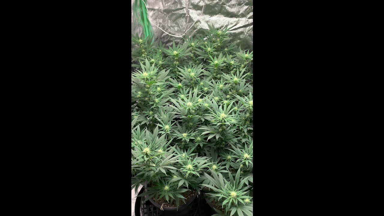 Spc 2nd week flower