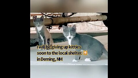 Kitties 🐱