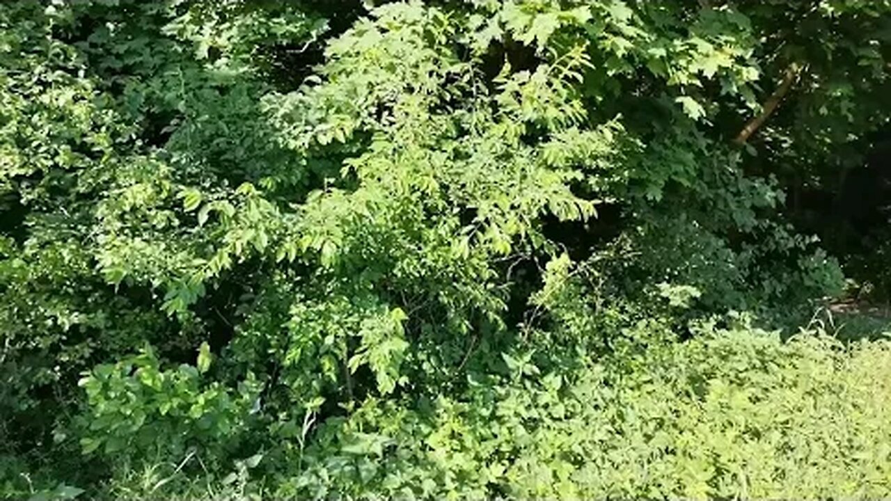 schodzę ( nie) schodzę z drogi